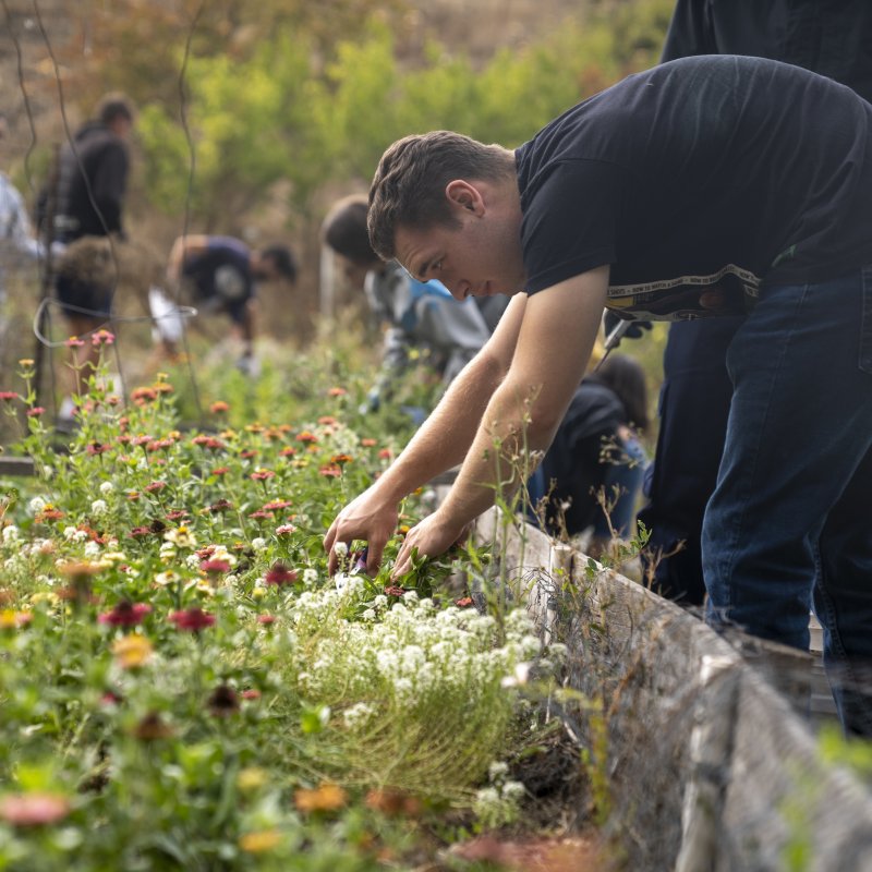 经济学，可持续发展集中，理学学士